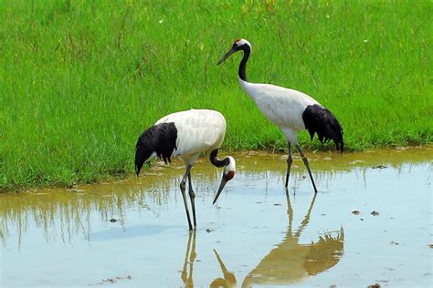 Animals Native to Japan - WorldAtlas