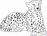 Cheetah coloring Page For Kids free cheetah printable Pages  sketch template