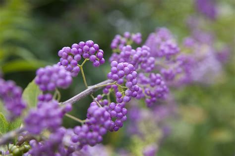 Beautyberry Shrub: Plant Care & Growing Guide