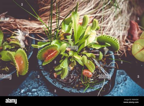 Venus flytrap, carnivorous plant Stock Photo - Alamy