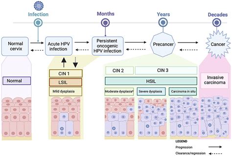 Frontiers Risk Of Cervical Pre-cancer And Cancer In Women, 54% OFF