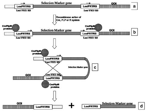 Schematic representation of the mechanism of action of microbial... | Download Scientific Diagram