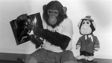 Whatever Happened To Michael Jackson's Pet Chimp Bubbles?