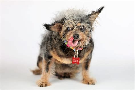 Ugly Dogs That Are Still So Darn Cute | Reader's Digest