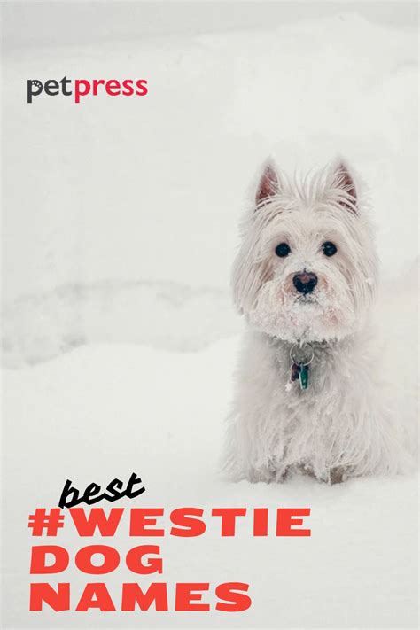 200 Westie Dog Names - West Highland White Terrier Name Ideas | PetPress | Dog names, Westie ...