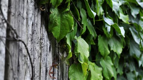 Edit free photo of Ivy,plant,creeper,foliage,wall - needpix.com