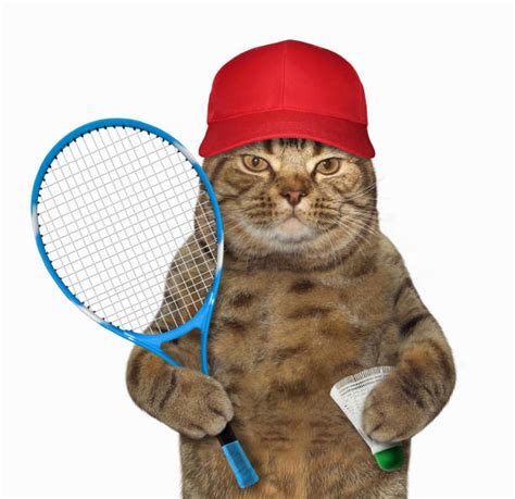 Best Funny Badminton Stock Photos, Pictures & Royalty-Free Images - iStock