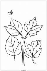 64 Leaf coloring Pages Free PDF & PNG Printables sketch template