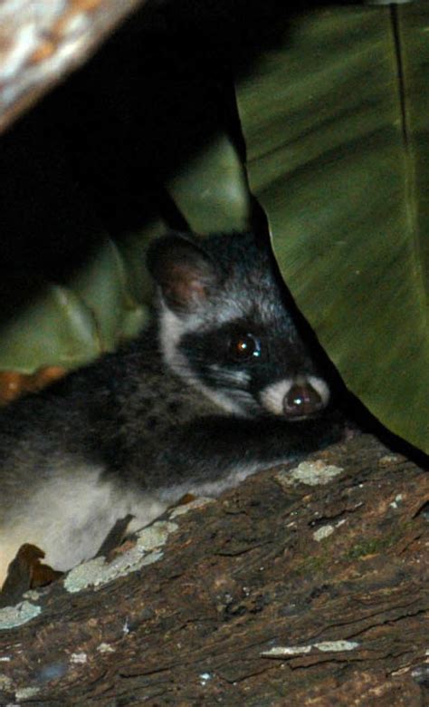 Malabar large-spotted civet, lives in western mountains of India. It is critically endangered ...