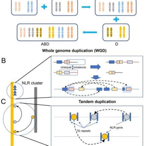 NLR duplication in wheat. (A) Whole-genome duplication (WGD) through an... | Download Scientific ...