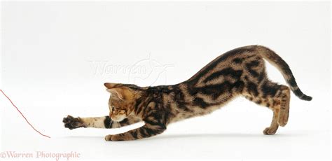 Tabby cat chasing a piece of string photo WP22420