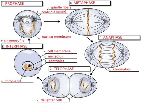 Labeled Diagram Of Prophase