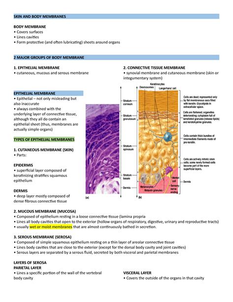 W7 SKIN AND BODY Membranes - SKIN AND BODY MEMBRANES BODY MEMBRANE Covers surfaces Lines ...