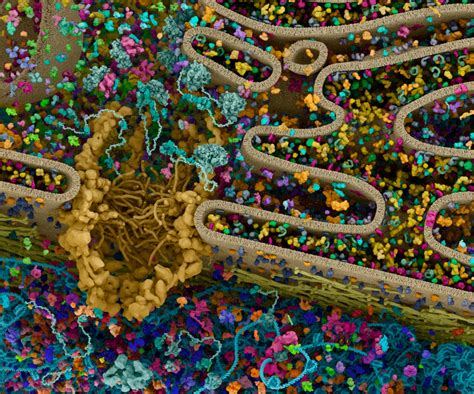 Cellular Landscapes: Protein Synthesis | CST