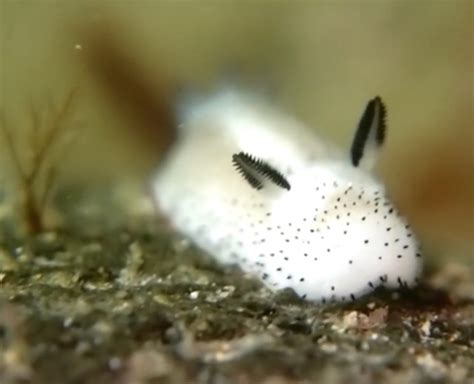 Insanely cute ’sea bunny’ slugs are so adorable they look unreal sea bunny slug – Inhabitat ...