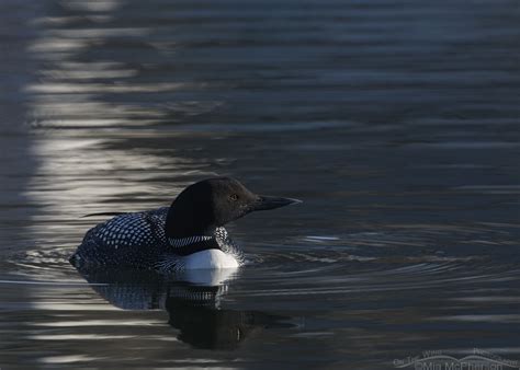 Common Loon in a natural spotlight – Mia McPherson's On The Wing Photography