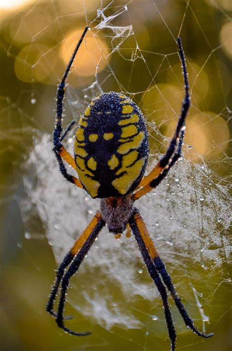 Corn Spider by Brian Stevens | Garden spider, Spider, Arachnids