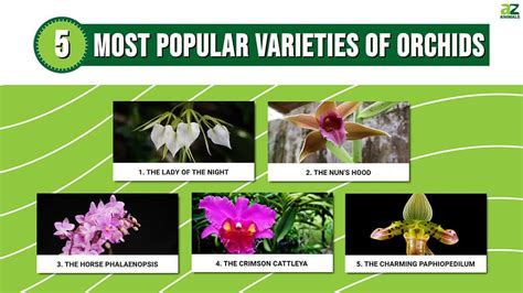 Types Of Orchids: 5 of the Most Popular Varieties - A-Z Animals