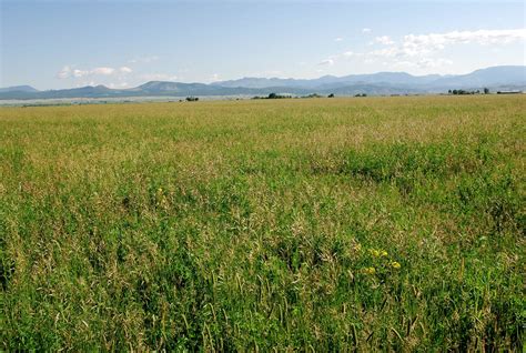 HELENA VALLEY HAY FARM - Swanland Company