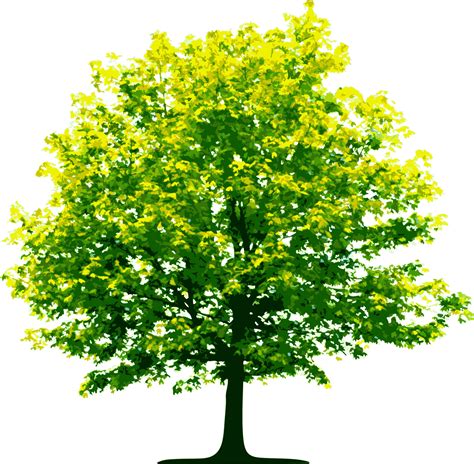 tree png image, free download, picture