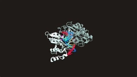 EcoRV Restriction Enzyme Hydrolyzing DNA - 3D model by gvsuchem (@gvsu-chem) [a47f604] - Sketchfab