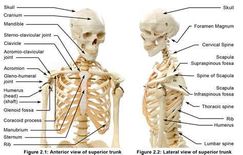 Online Anatomy And Physiology Course Free