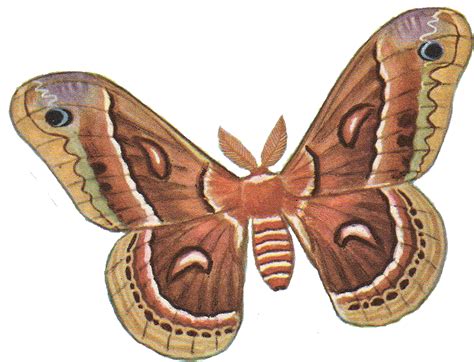 Moth PNG transparent image download, size: 983x751px