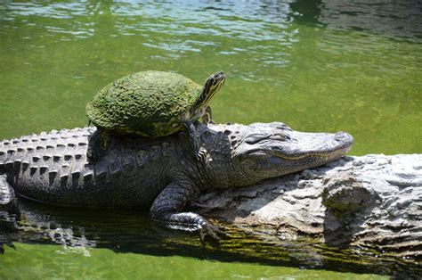 The Life of an Everglades Alligator | Miami Everglades Connection