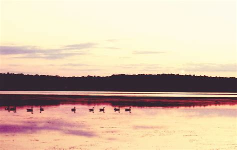 Swans at sunset Photograph by Melissa Rees - Fine Art America