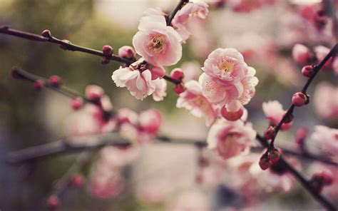 Spring Cherry Blossoms Desktop Wallpapers - Top Free Spring Cherry Blossoms Desktop Backgrounds ...