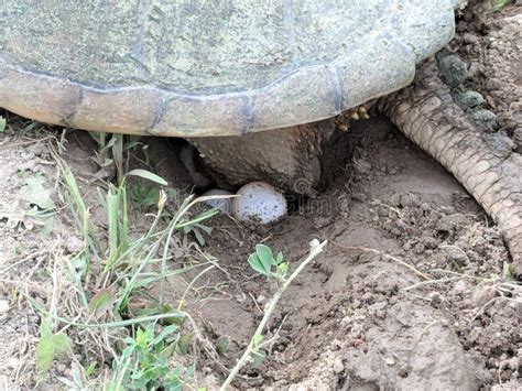 Snapping Turtle Laying Eggs Stock Image - Image of laying, organism: 118595425