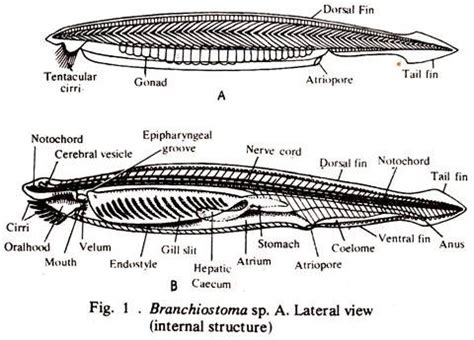 Branchiostoma: Features and Respiratory Structures