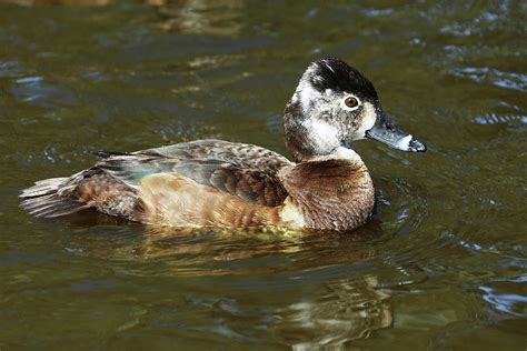 Female Ring Neck Duck Photograph by Michael Peak - Fine Art America