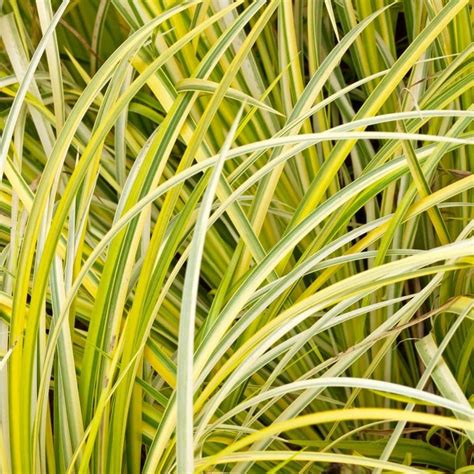 Variegated Sweet Flag | Acorus calamus 'Variegatus' | CANADA