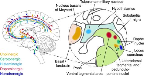 Brainstem Nuclei