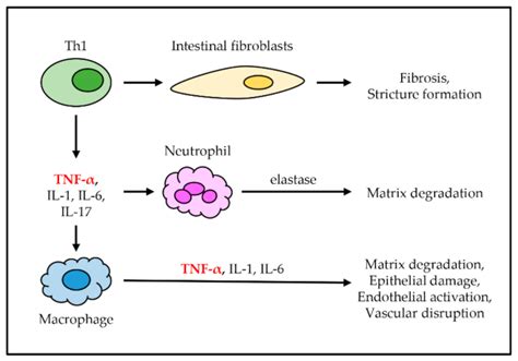 IJMS | Free Full-Text | The Role of Tumor Necrosis Factor Alpha (TNF-α ...