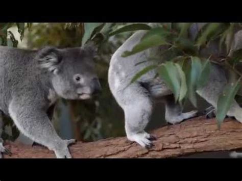 Koala Habitat Loss - YouTube