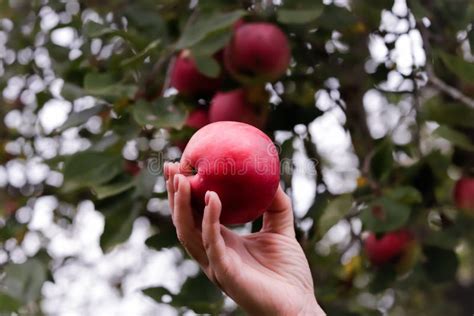 A Hand Plucks an Apple from a Tree Harvesting Apples in Autumn Apple ...