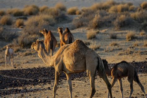 A Fantastic 3-Day Camel Trek in the Thar Desert, Rajasthan - Day 2 - Ze ...