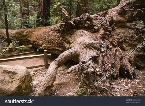 Hiking Trails Through Giant Redwoods In Muir Forest Near San Francisco California Stock Photo ...