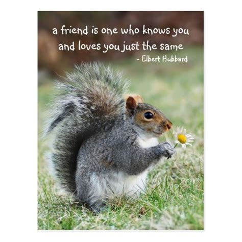 Smiling squirrel Friendship Quote Postcard | Zazzle