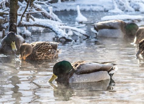 Duck hunting in winter | Electric Hunting Bike