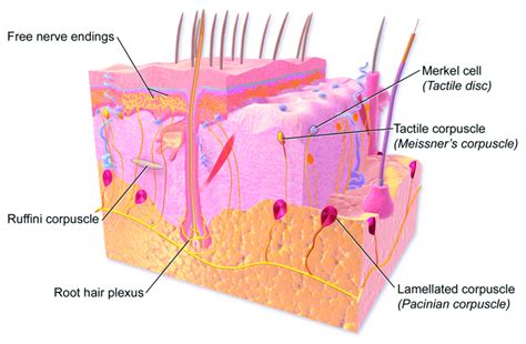 Lowest audible frequency? | Page 5 | AVS Forum