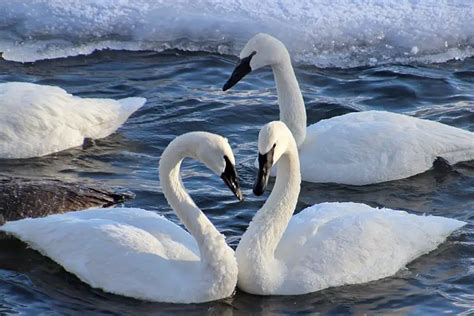 Trumpeter Swan Facts | Anatomy, Diet, Habitat, Behavior - Animals Time