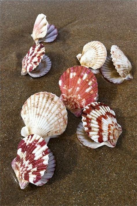 17 Best images about **Nature: Sea Shells** on Pinterest | Conch shells, Starfish and Sea shells