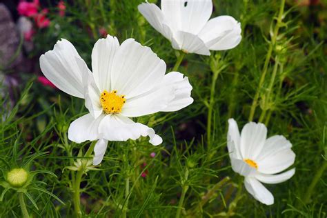 How to Grow and Care for Cosmos Flowers | Gardener's Path (2024)