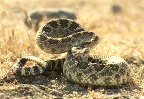 rattlesnakes | California Outdoors Q and A