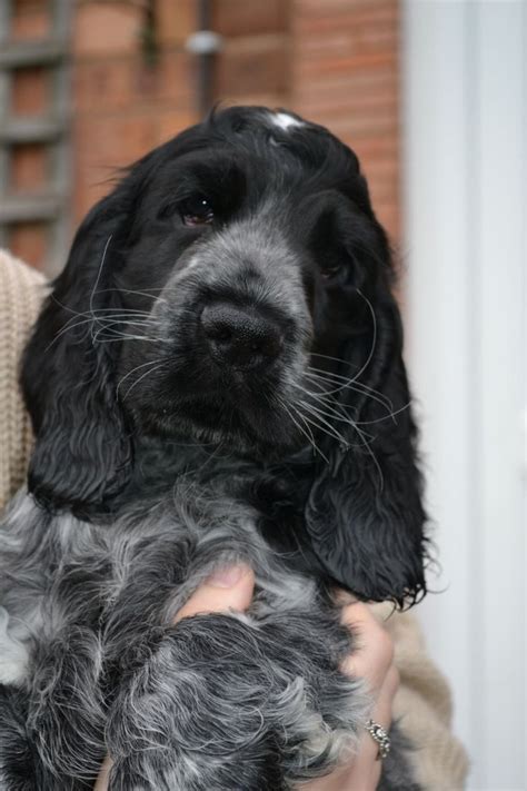 Blue Roan Show Type Cocker Spaniel Puppies | Presteigne, Powys | Pets4Homes | Spaniel puppies ...