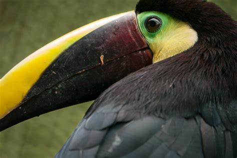 Swainson Toucan close-up | Coralie Mercier | Flickr