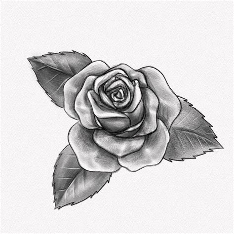 How To Draw A Realistic Rose Step By Step With Pencil